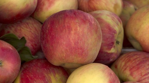 The curse of the Honeycrisp apple - Los Angeles Times