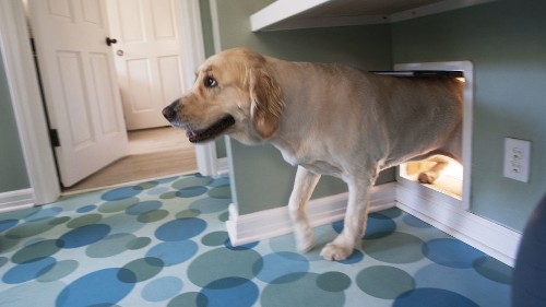 New Alexa smart speaker skill plays music for your dog