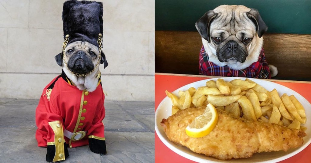 10+ Times Doug the Pug Made Us Smile Flipboard