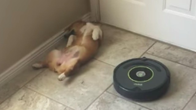 Puppy achieves impossible, manages to take full nap with vacuum running