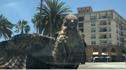 Brazen L.A. hawk refuses to leave the hood of a moving car
