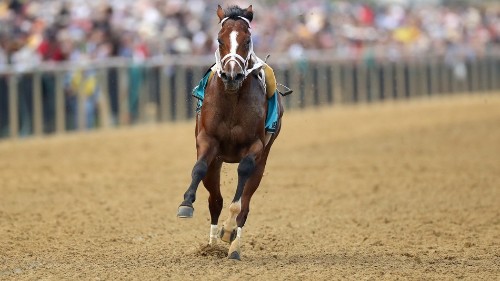 Race horse loses rider but wins our hearts by racing without him