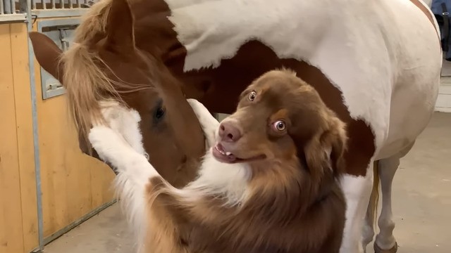 Here's a dog hugging a horse, because it's 2019 and we all need this