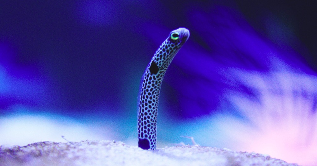 Aquarium asks that you please FaceTime these shy eels from quarantine