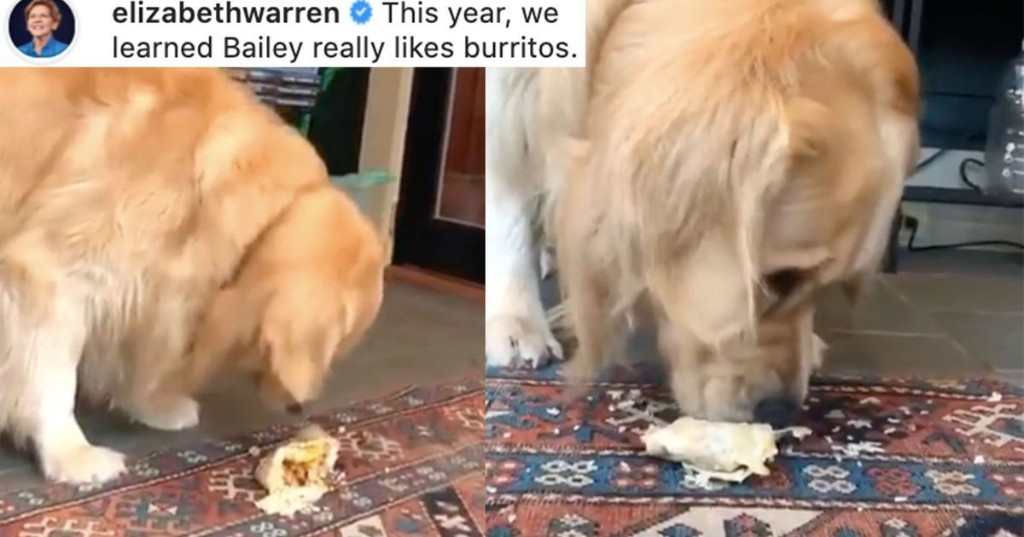Watch Elizabeth Warren's good dog, Bailey, enjoy a delicious birthday burrito