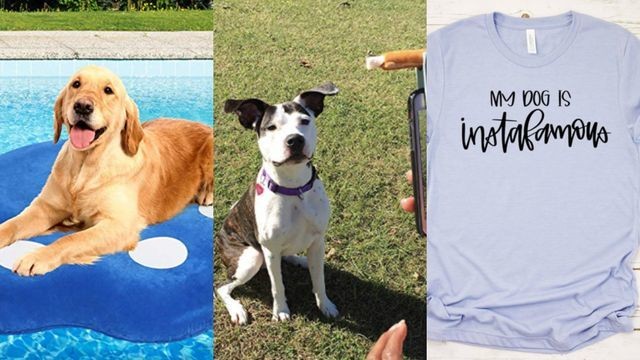 13 gifts for the aspiring dogfluencer in your life