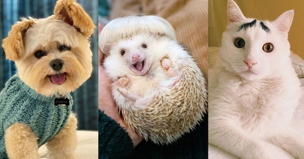 The 20 Cutest Animals of 2020 to End the Year on a High Note