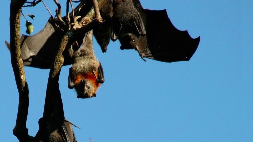 The 'super immunity' of bats is good for them, and potentially good for us
