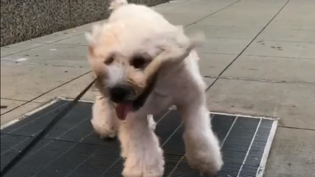 Watch this dog one-up Marilyn Monroe's famous subway grate moment