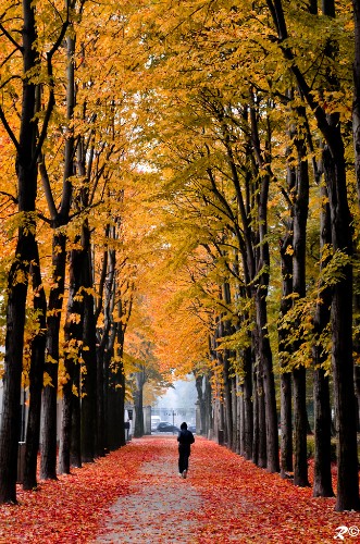 20 Stunning Autumn Photos That Celebrate the Color Changing Season