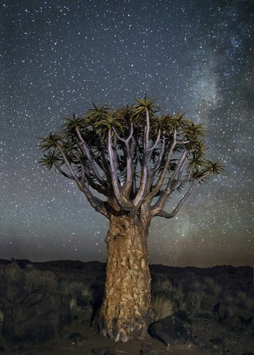 Beth Moon Returns to Photograph the World’s Oldest Trees at Night