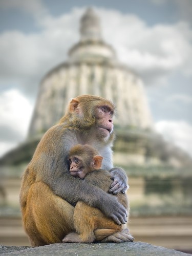 15 Fascinating Photos of Monkeys Deep in Thought