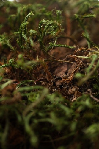 Virtual Reality Device Allows Users to Wander the Forest through the Eyes of an Animal