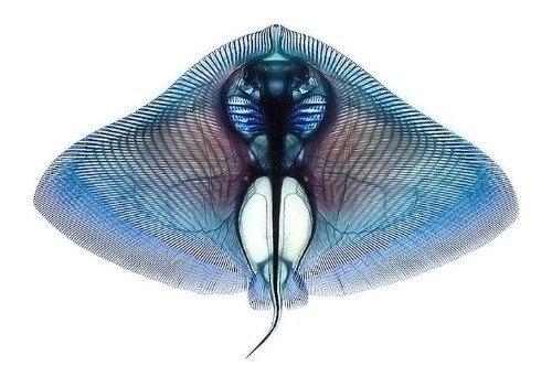Carefully Applied Dyes Reveal Colorful Anatomy of Fish