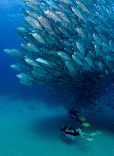 Thousands of Swimming Fish Create Huge Underwater Spirals