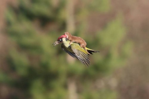 Photo of Weasel Riding on a Woodpecker Spawns Hilarious Photoshop Meme