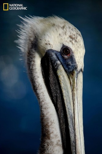 Fascinating Animal Portraits from the 2016 National Geographic Nature Photographer of the Year Contest