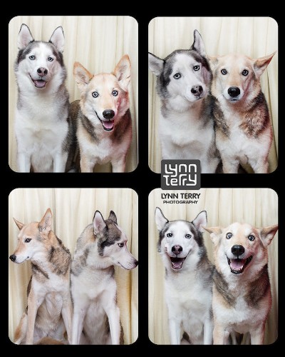 Photo Booth for Dogs Reveals the Playful and Compassionate Nature of All Breeds