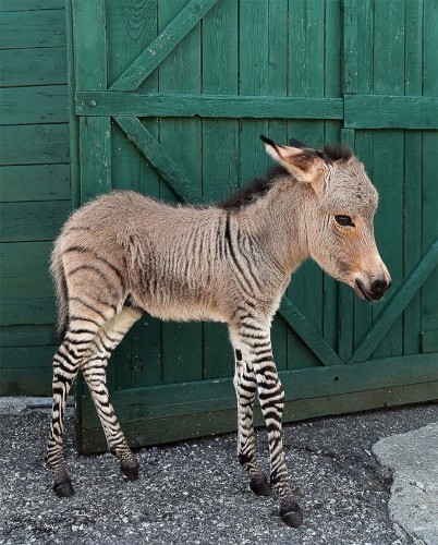 13 Adorable Animals That Stole Our Hearts in 2013