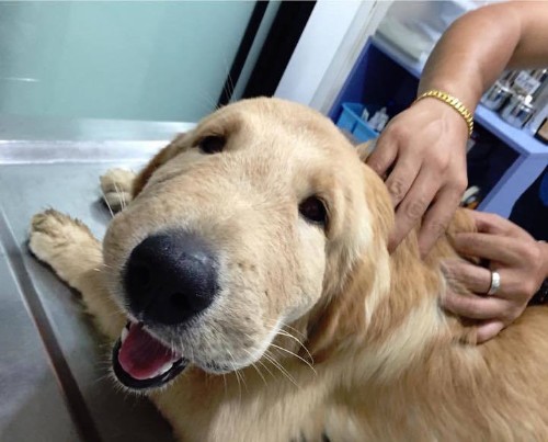 Happy Dog Can’t Stop Smiling, Even After Being Stung
