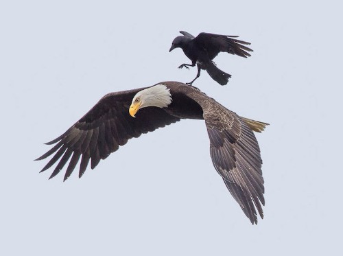 Crow Takes a Joyride on an Unsuspecting Eagle’s Back