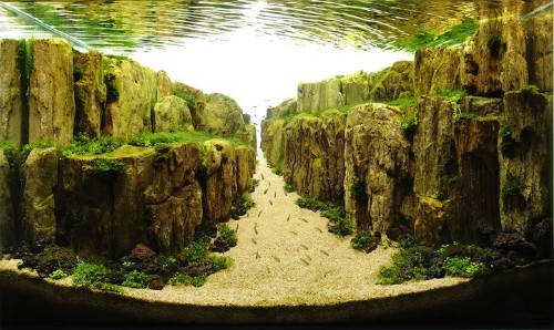 Incredible Award-Winning Aquatic Designs Inspired By Nature