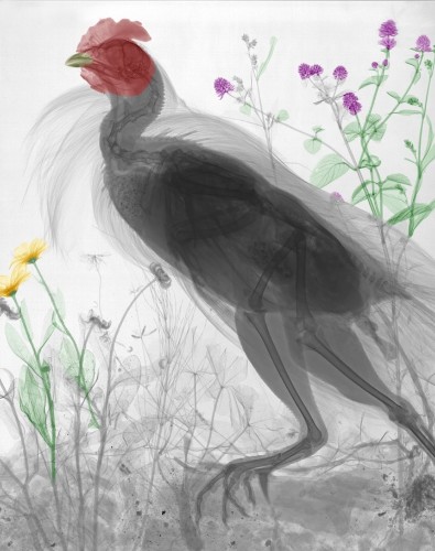 Radiation Physicist Beautifully Colorizes X-Ray Images of Nature