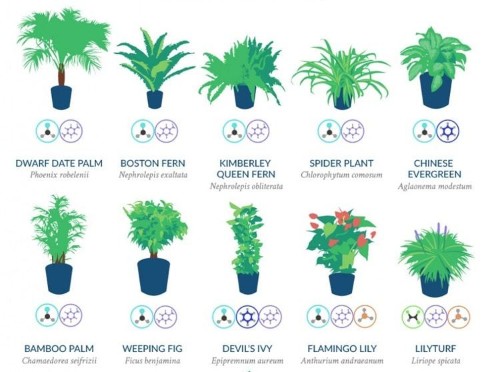 NASA Has Compiled a List of the Best Air-Cleaning Plants for Your Home
