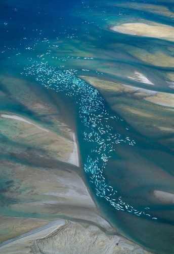 12 Amazing Photos of Animals Congregating