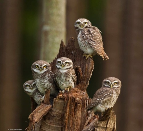 Winners of Wildlife Photographer of the Year 2014