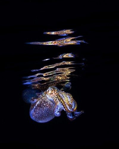 Bioluminescent Squid Species Could Help Humans Repel Flesh-Eating Bacteria