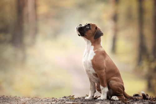 15 Heartwarming Winners From Dog Photographer Of The Year 2017