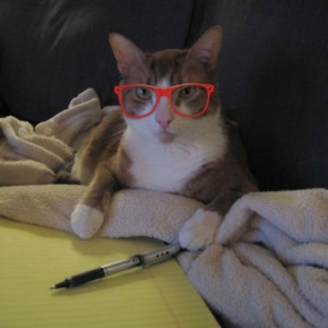 Adorable Cats Wearing Hipster Glasses