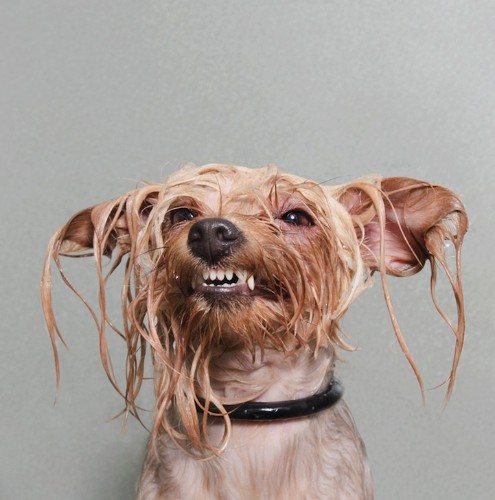 Funny Portraits of Wet Dogs by Sophie Gamand
