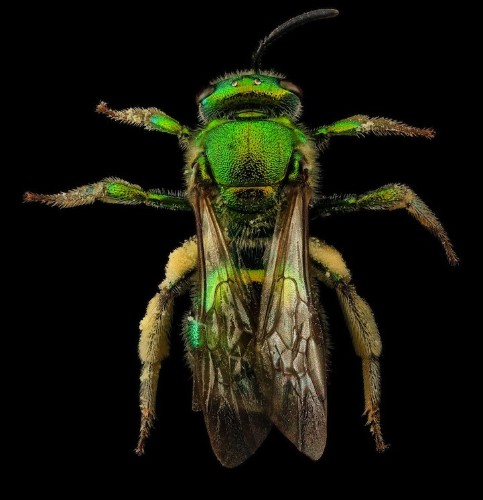 New Fascinating Macro Photos of Bees by the United States Geological Survey