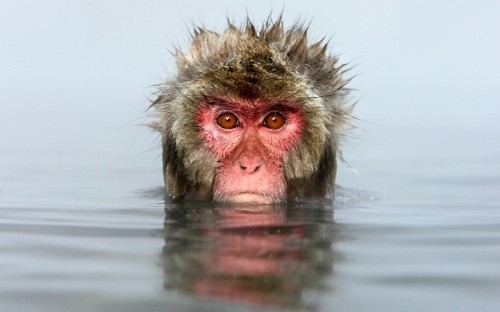 Captivating Moments of Snow Monkeys Bathing in Hot Springs