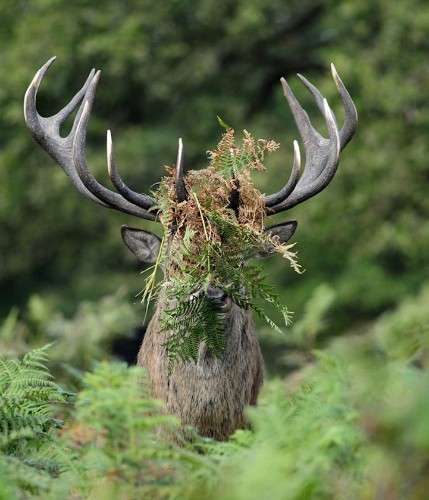 Winners of the Comedy Wildlife Photography Awards Showcase Animals at Their Funniest