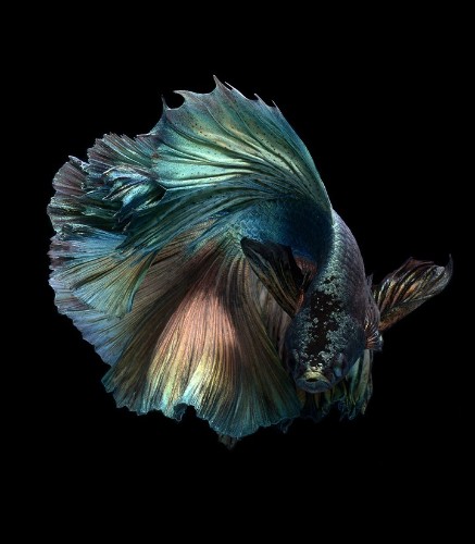 Expressive Marine Life Portraits Capture Fantastic Range of Fishy Personalities