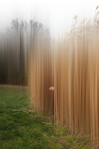 Digitally Altered Trees Resemble Ghostly Spirits