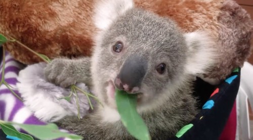 Adorable Baby Koala Poses for Her Very First Photoshoot