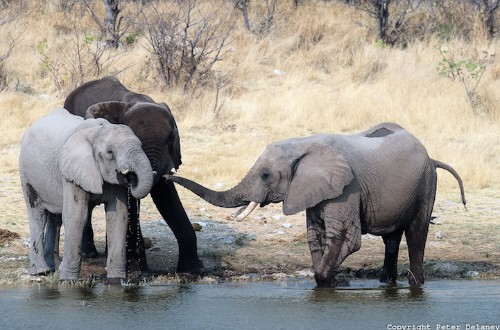 Powerful Photos of Majestic African Elephants Highlight Their Familial Bond