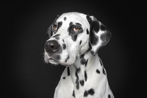 Portraits of Dogs With Human-Like Expressions