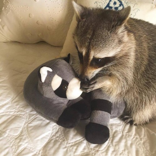 Orphaned Raccoon Thinks She’s a Dog After Being Rescued and Raised by Family with Dogs