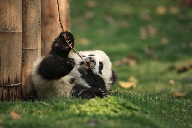 Adorable Panda "Daycare" Committed to Saving the Endangered Species
