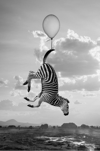 Surreal Scenes of African Animals Playfully Living Life