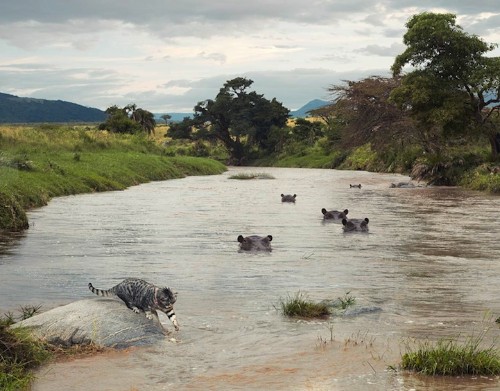 Little House Cat Lives Amongst Dangerous African Wildlife
