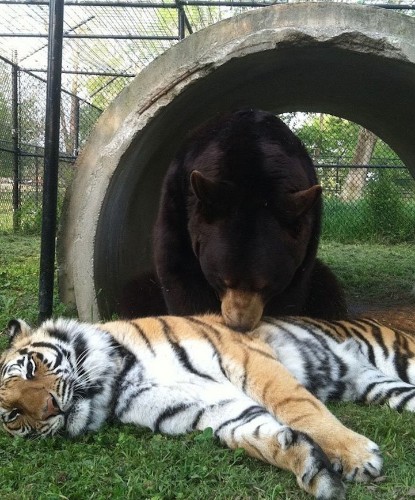 Amazing Friendship Between a Bear, Lion, and Tiger Who All Live Peacefully Together