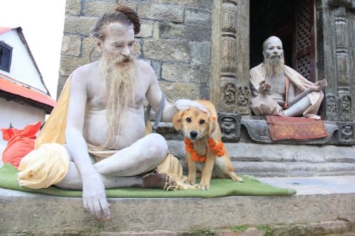 Former Stray Becomes First Dog to Climb Mt. Everest