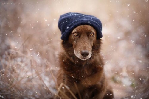 Expressive Dog Portraits Capture the Soulful Essence of Man’s Best Friend