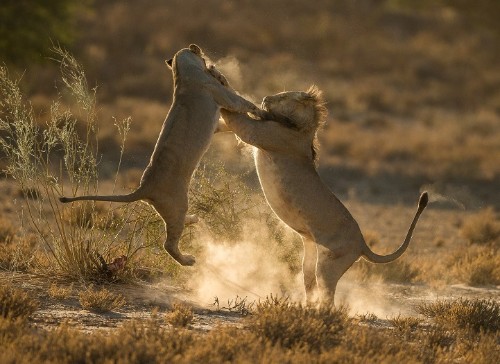 Early ‘Nature’ Highlights in the 2016 National Geographic Travel Photographer Contest
